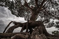 A Scots Pine on the Lange Duinen near Soest by Gerry van Roosmalen thumbnail