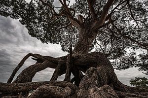 Een markante vliegden op de Lange Duinen bij Soest van Gerry van Roosmalen