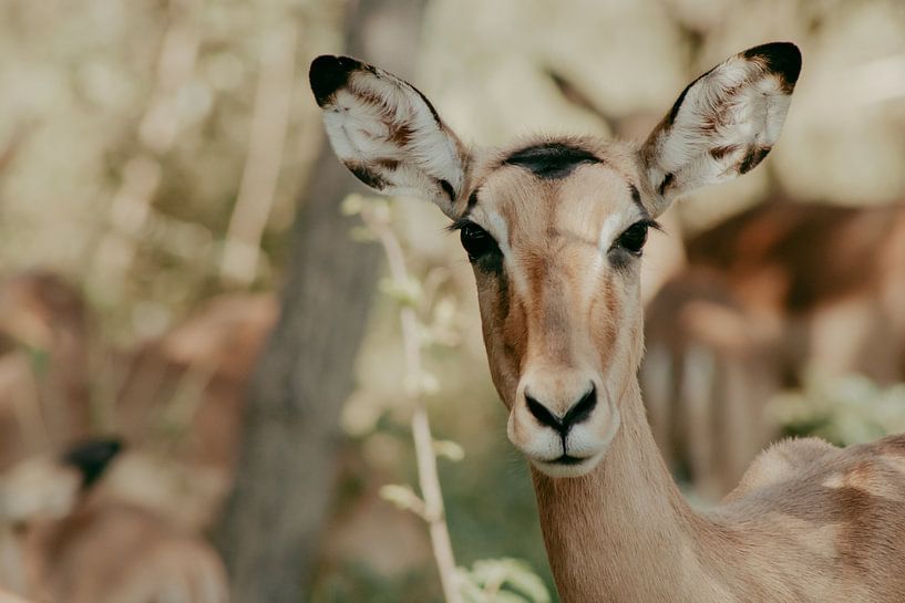 Springbok, Afrique du Sud par Cassey Lauvenberg
