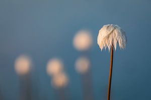 Wildes Baumwollgras in Grönland