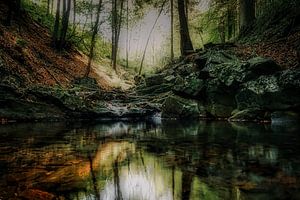 Reflexion im Wald