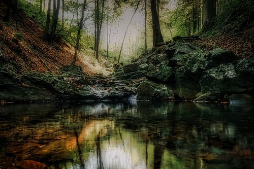 Reflectie in het bos