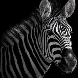 Zebra portret hoog contrast panorama van TheXclusive Art