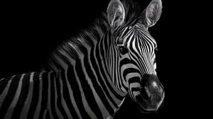 Zebra-Hochformat-Panorama mit hohem Kontrast