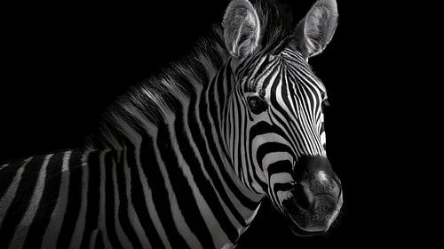 Zebra-Hochformat-Panorama mit hohem Kontrast