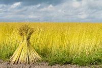 flax sheaf    