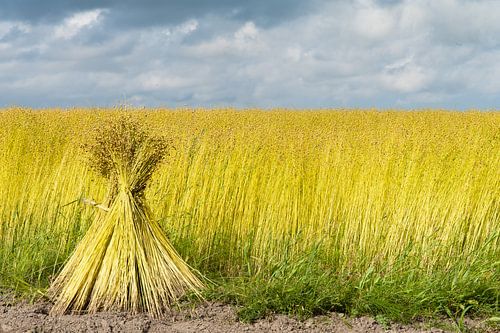 Flachs Garbe von Geertjan Plooijer