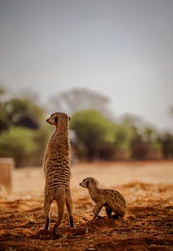 Stokstaart in de Kalahari van Namibië, Afrika van Patrick Groß