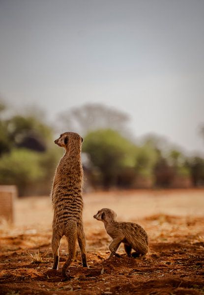 Erdmännchen in der Kalahari von Namibia, Afrika von Patrick Groß