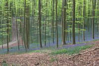 Hallerbos