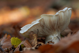 Pilz im Herbstlaub von Atelier Spürbar