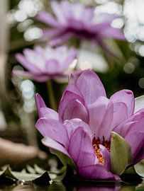 The three water lilies by Goudrandje