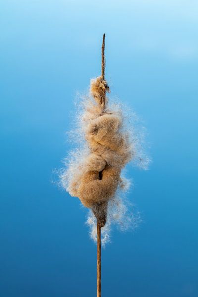 Lisdodde van Evelyne Renske