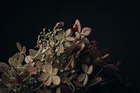 Marienkäfer auf Hortensie