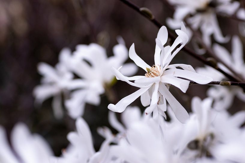 White Magnolia in full bloom by Jaimy Leemburg Fotografie