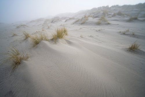 Fog in the dunes