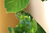 Leguan in Mexiko von Berg Photostore Miniaturansicht