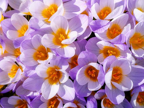Fleurs de crocus violettes