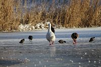 Die entlaufene Gans mit ihren geflügelten Freunden