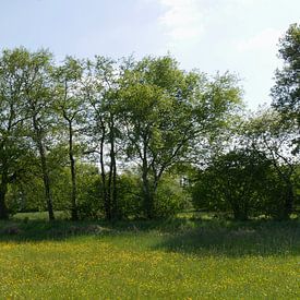 A row of trees and a meadow in The Old Deep by Wim vd Neut