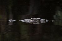 Tête d'un crocodile | Faune sauvage | La Ventanilla | Mexique