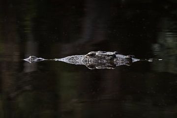 Hoofd van een Krokodil | Wildlife | La Ventanilla | Mexico van Kimberley Helmendag