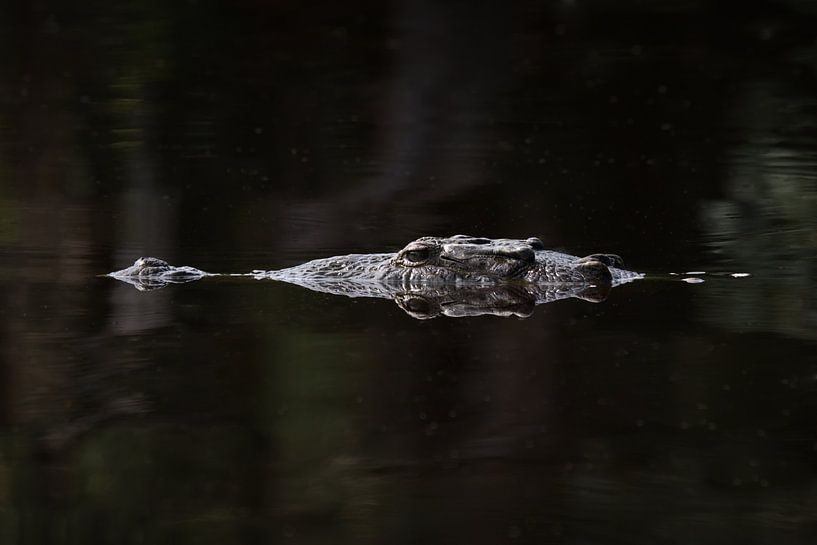 Head of a Crocodile | Wildlife | La Ventanilla | Mexico by Kimberley Helmendag