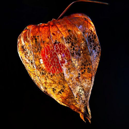 Kunst van de natuur met een lampion