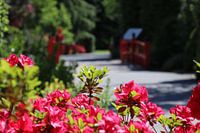 fleurs au japon