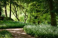 Badgerchives in the Amsterdam forest