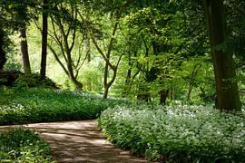 Badgerchives in the Amsterdam forest by Merel Pape Photography