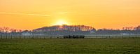 Panorama Maze and Hogeberg on Texel.