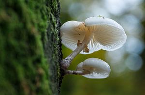 Paddenstoelen in het bos.