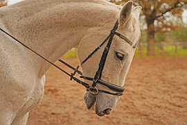 Photo shoot with white horse on a riding arena