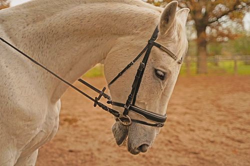 Fotoshoot met wit paard op een rijbak