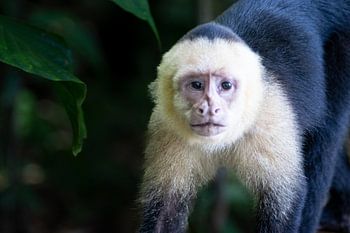 White-faced Capuchin in Manuel Antonio – Playful Resident of the Rainforest