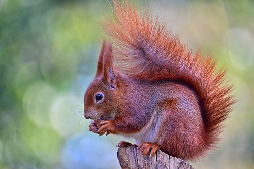 Écureuil au petit-déjeuner