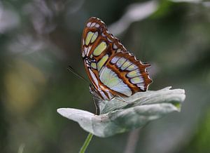 Malachitfalter