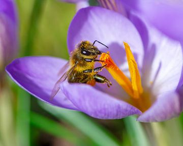 Macro photo of a purple crocus and a bee by ManfredFotos