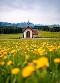 Spring view of Grünten in Allgäu with dandelion by Leo Schindzielorz