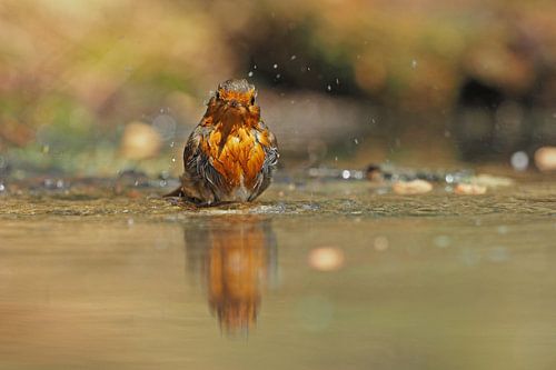 Badderende roodborst