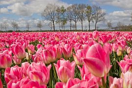 tulpen in holland by Ronald Wilfred Jansen