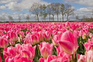tulpen in holland sur Ronald Wilfred Jansen