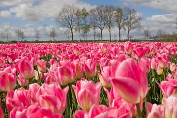 tulpen in holland van Ronald Wilfred Jansen