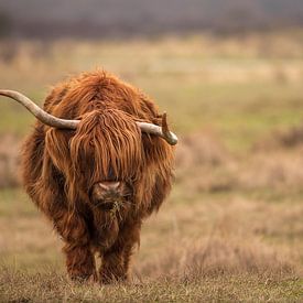 Schottischer Highlander in den Dünen von Corinne Cornelissen-Megens