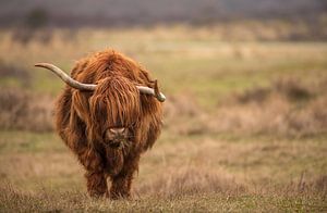 Highlander écossais dans les dunes