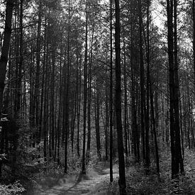 A path through a sunny forest in black and white by Gerard de Zwaan