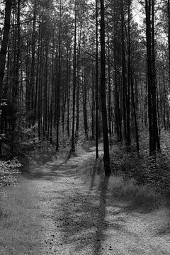 Een pad door een zonnig bos in zwart-wit
