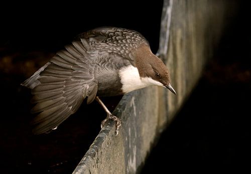 Waterspreeuw onder brug