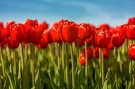 Tulpen aus Flevoland von Xander Haenen Miniaturansicht